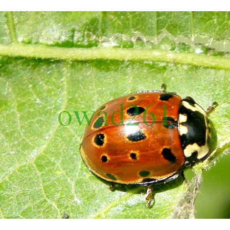Anatis ocellata (Linnaeus, 1758) Oczatka